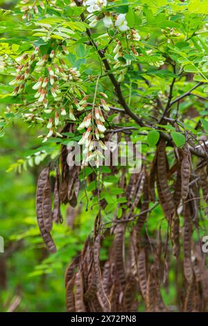 Le incantevoli fioriture del fiore Robinia Pseudoacacia. Locusta nera, nota anche come falsa acacia, fiori in fiore. Stagione primaverile Foto Stock