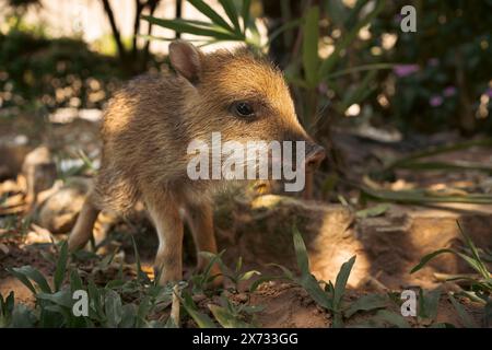 Maiale da solo di warthog con capelli bianchi e marroni. Foto Stock