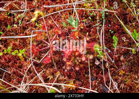 Una pianta di rugiada nelle paludi Foto Stock