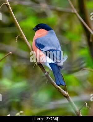 Maschio Bullfinch a Leighton Moss, Silverdale, Carnforth, Lancashire, UK Foto Stock