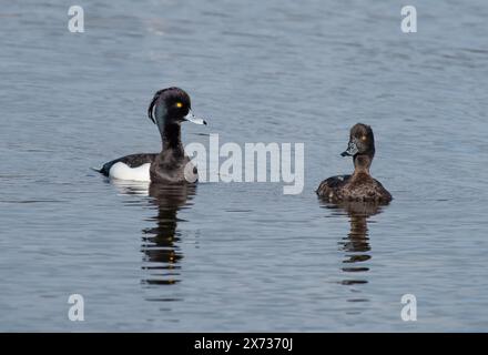 Anatre tufate maschili e femminili, RSPB's Leighton Moss Nature Reserve, Silverdale, Carnforth, Lancashire, Regno Unito Foto Stock