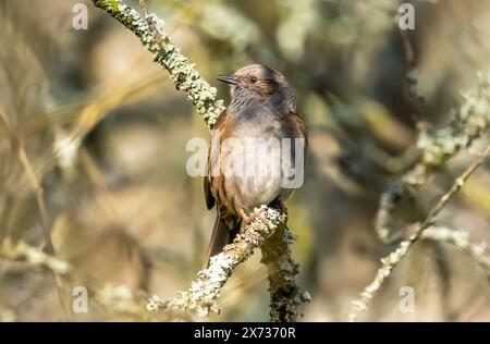 Un Dunnock su un ramo con lichene, Arnside, Milnthorpe, Cumbria, Regno Unito Foto Stock