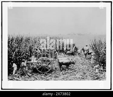 Harvesting Sugar cane with an bue cart, Milwaukee Public Museum, Title Designed by cataloger., Photograph of what appears to be a diorama, possibilmente solo a painting., No Detroit Publishing Co. No., Gift; State Historical Society of Colorado; 1949, Sugar Plantations. , Raccolta. , Diorami. , Squadre di bue. Foto Stock