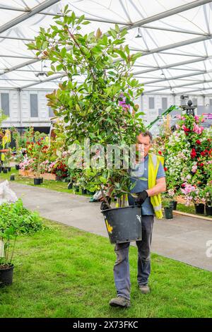 Londra, Regno Unito. 17 maggio 2024. Le piante sono costantemente in movimento nel Great Pavillion - The RHS Chelsea Flower Show 2024. Si svolge dal 20-25 maggio. Crediti: Guy Bell/Alamy Live News Foto Stock