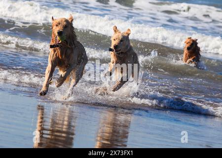 golden retriever che giocano nell'oceano e corrono sulla spiaggia Foto Stock