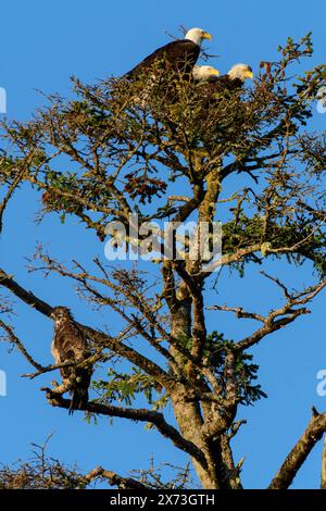 America del nord, Canada, canadese, British Columbia, Queen Charlotte Islands, Costa Ovest, Haida Gwaii, Haliaeetus leucocephalus, Bald Eagle Nest Foto Stock