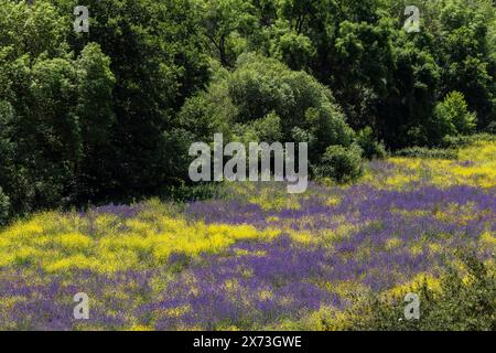 Campo fiorito vicino al bacino idrico di Aracena, Huelva, Andalusia, Spagna Foto Stock