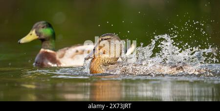 punto di vista basso, vista laterale di un'anatra selvaggia e femminile (Anas platyrhynchos) che spruzza in acqua, gocce d'acqua che catturano la luce del sole. Foto Stock