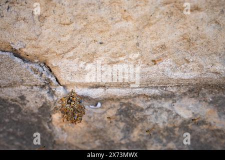 Vespe che proteggono il nido sul muro di pietra. Foto Stock