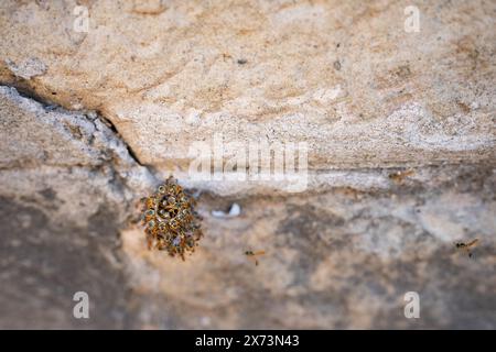 Vespe che proteggono il nido sul muro di pietra. Foto Stock