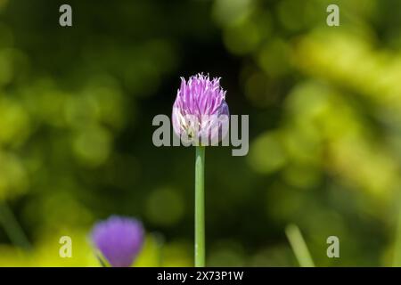 fiori rosa di erba cipollina alla luce del sole su sfondo sfocato Foto Stock