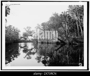 Sul fiume Tomoka, Arch Oak in Distance; vicino a Ormond., Detroit Publishing Co. N. 072422., Gift; State Historical Society of Colorado; 1949, Trees. , Fiumi. , Stati Uniti, Florida, fiume Tomoka. Foto Stock