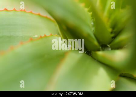 Aloe speciosa aka aloe testa tilt-head foglie succulente con bordi rossi, sfondo naturale macro floreale Foto Stock