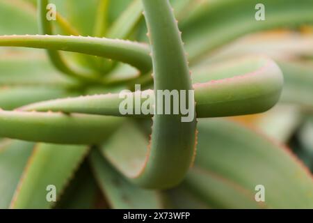 Aloe speciosa aka aloe testa tilt-head foglie succulente con bordi rossi, sfondo naturale macro floreale Foto Stock