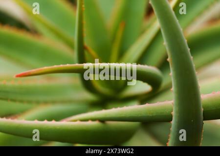 Aloe speciosa aka aloe testa tilt-head foglie succulente con bordi rossi, sfondo naturale macro floreale Foto Stock