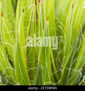 Aloe speciosa aka aloe testa tilt-head foglie succulente con bordi rossi, sfondo naturale macro floreale Foto Stock