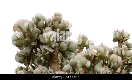 Crassula arborescens, anche nota come pianta di giada d'argento foglie succulente Foto Stock