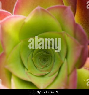 Flora di Gran Canaria - Eonium canariense, canarino eonium, sottospecie virgineum con foglie vellutate, pianta succulenta endemica dell'isola, naturale Foto Stock