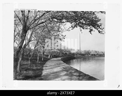 Fiori di ciliegio giapponesi, lungo il Tidal Basin, Washington, D.C., Detroit Publishing Co. N. 073523., Gift; State Historical Society of Colorado; 1949, Cherry Trees. , Fronti d'acqua. , Stati Uniti, Distretto di Columbia, Washington (D.C.) Foto Stock
