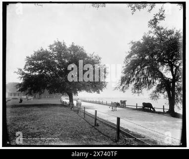 Bay Shell Road, Mobile, Ala., Data basata su Detroit, Catalogo J Supplement (1901-1906)., '437' in negativo., Detroit Publishing Co. N.. 013517., Gift; State Historical Society of Colorado; 1949, Streets. , Bestiame. , Fronti d'acqua. , Stati Uniti, Alabama, Mobile. Foto Stock