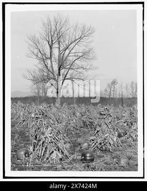 Mais e zucche, Berkshire Hills, Mass., negativo incrinato, angolo in basso a sinistra., "g 3556" in negativo. Detroit Publishing Co. n. 019108., Gift; State Historical Society of Colorado; 1949, Corn. , Zucche. , Fattorie. , Stati Uniti, Massachusetts, Berkshire Hills. Foto Stock