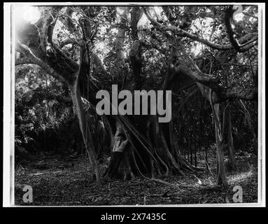 Rubber Tree, Lake Worth, Flag., secondo titolo su negative: Rubber Trees Near Palm Beach., '8048' e '1480' su negative., corrispondente vetro trasparente (LC-D4-1480) disponibile su videodisc frame 1A-28736. "W.H. Jackson & Co., Denver" su Transparency., Detroit Publishing Co. No 03678., Gift; State Historical Society of Colorado; 1949, Rubber Trees. , Stati Uniti, Florida, Lake Worth. Foto Stock