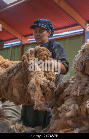 Una donna lavora selezionando la lana di alpaca. Arequipa Perù. Foto Stock