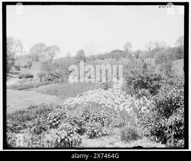 Tulips in Highland Park, Rochester, N.Y., titolo da giacca., '4016' su negativo., Detroit Publishing Co. n. 036753., Gift; State Historical Society of Colorado; 1949, Tulips. , Parchi. , Stati Uniti, New York (Stato), Rochester. Foto Stock