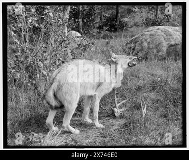 Sault Ste. Marie, Mich., North Michigan Timber Wolf, Title from jacket., 'G 4587' on negative., Detroit Publishing Co. N.. 036263., Gift; State Historical Society of Colorado; 1949, Wolves. , Taxidermy. , Stati Uniti, Michigan, Sault Sainte Marie. Foto Stock