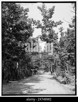 Road to High Rock, Pen Mar Park, Md., Sign on Path: Indian Path., "G 3368" on negative., Detroit Publishing Co. N. 019070., Gift; State Historical Society of Colorado; 1949, Roads. , Stati Uniti, Maryland, Pen Mar. Foto Stock