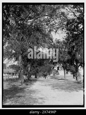 Bay Shell Road, Mobile, Ala., Title from jacket., '3666 G' on negative., Detroit Publishing Co. N. 034354., Gift; State Historical Society of Colorado; 1949, Streets. , Stati Uniti, Alabama, Mobile. Foto Stock