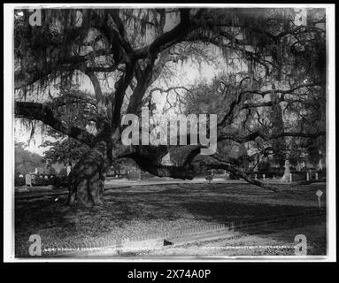 Magnolia Cemetery, querce vive, Charleston, S.C., 'Dup' su negative., trasparenza vetro corrispondente (stesso codice di serie) disponibile su telaio videodisc 1A-28944., Detroit Publishing Co. n.. 05797., Gift; State Historical Society of Colorado; 1949, Cemeteries. , Oaks. , Stati Uniti, Carolina del Sud, Charleston. Foto Stock