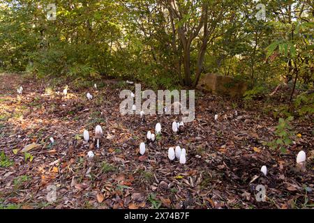 Bellissimi sgabelli bianchi nella foresta autunnale. Azerbaigian. Foto Stock