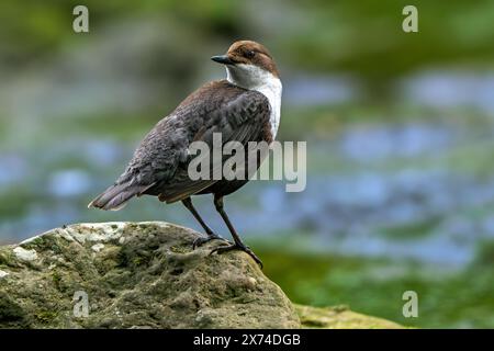 Cucchiaia dalla gola bianca / cucchiaia dell'Europa centrale (Cinclus cinclus aquaticus) che riposa sulla roccia nel torrente / fiume guardando indietro Foto Stock