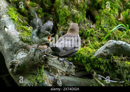 Cucchiaia dalla gola bianca/cucchiaia dell'Europa centrale (Cinclus cinclus aquaticus) genitore elemogenitore implorante per il cibo nel torrente/fiume Foto Stock