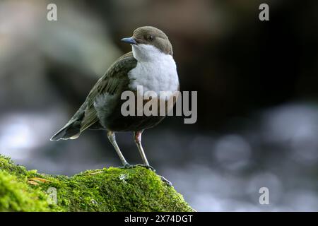 Cucchiaia dalla gola bianca/cucchiaia dell'Europa centrale (Cinclus cinclus aquaticus) che poggia su roccia coperta di muschio nel torrente/fiume Foto Stock