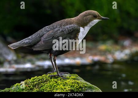 Cucchiaia dalla gola bianca/cucchiaia dell'Europa centrale (Cinclus cinclus aquaticus) che poggia su roccia coperta di muschio nel torrente/fiume Foto Stock