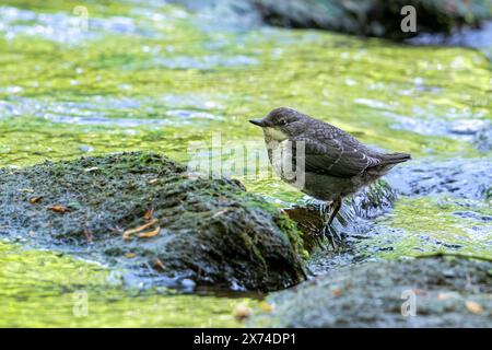 Tuffatore dalla gola bianca / palatore dell'Europa centrale (Cinclus cinclus aquaticus) giovanile che poggia sulla roccia nel torrente / fiume in primavera Foto Stock