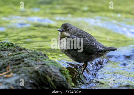 Tuffatore dalla gola bianca / palatore dell'Europa centrale (Cinclus cinclus aquaticus) giovanile che poggia sulla roccia nel torrente / fiume in primavera Foto Stock