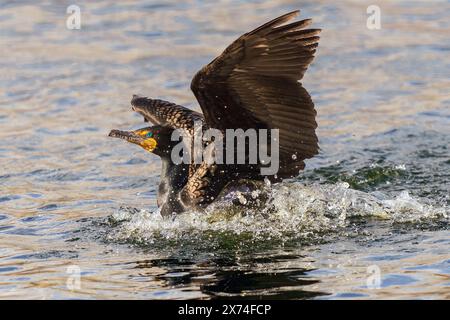 Un uccello cormorano a doppia cresta con ali brillanti color bronzo che atterrano in un lago con un grande spruzzo. Vista ravvicinata. Foto Stock