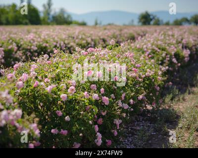 Campo di rose Damascena in soleggiata giornata estiva . Raccolta di petali di rosa per la produzione di profumi di olio di rosa. Villaggio Guneykent nella regione di Isparta, Turchia, un vero paradiso per l'ecoturismo. Foto Stock