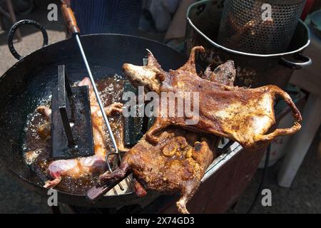 Il cuy fritto, il porcellino d'India, o porcellino d'India, è un cibo tradizionale delle Ande. È apprezzato per la qualità nutrizionale della carne. Foto Stock