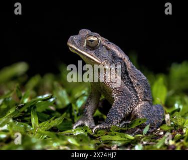 Il rospo Evergreen (Incilius coniferus) è una specie di rospo della famiglia Bufonidae. Foto Stock