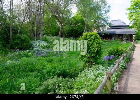 Riserva naturale urbana di Camley Street Natural Park nella primavera di aprile 2024 Londra Inghilterra Regno Unito Foto Stock