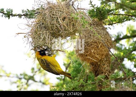 Speke's Weaver (ploceus spekei), uomo che lavora al nido, Serengeti National Park, Tanzania Foto Stock