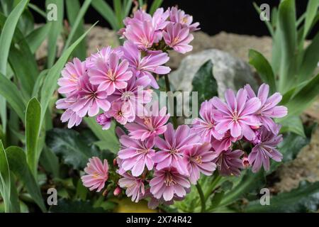 Bitterroot (Lewisia cotiledone), Emsland, Bassa Sassonia, Germania Foto Stock