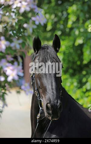 Cavallo friesiano, frisone, ritratto, colpo alla testa Foto Stock