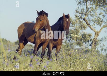 Andaluso, cavallo andaluso, Antequera, Andalusia, Spagna Foto Stock