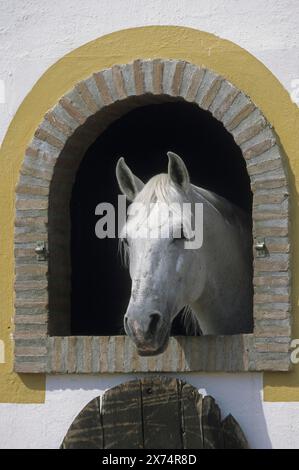 Andaluso, cavallo andaluso, Antequera, Andalusia, Spagna Foto Stock