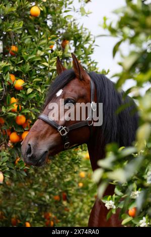 Andaluso, cavallo andaluso, Antequera, Andalusia, Spagna Foto Stock